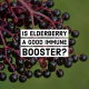 Is Elderberry a Good Immune Booster