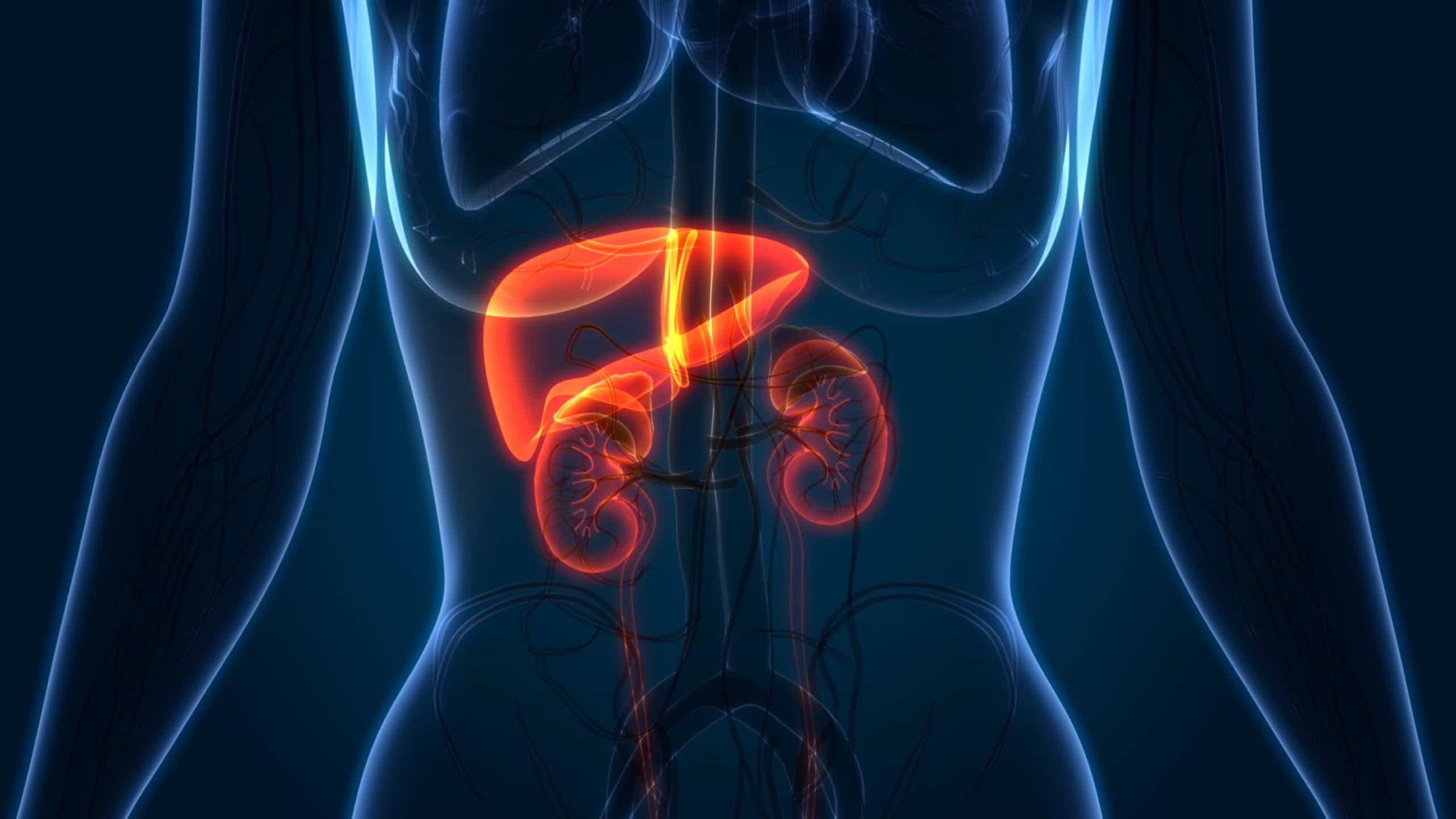 How To Strengthen Liver and Kidneys Naturally