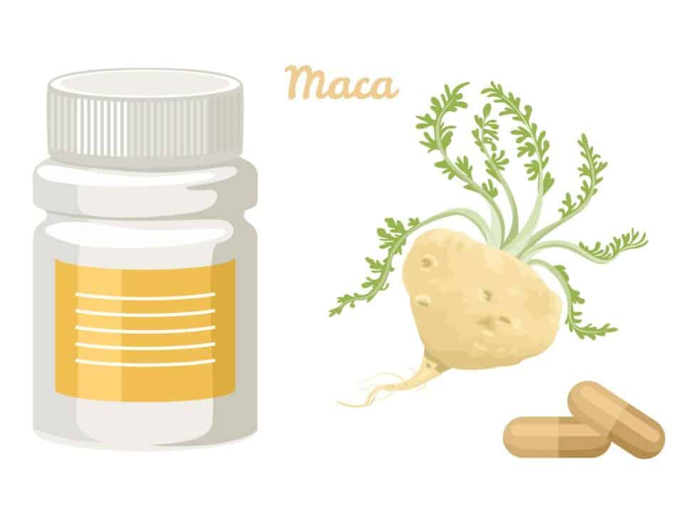 how long does it take for maca root to work
