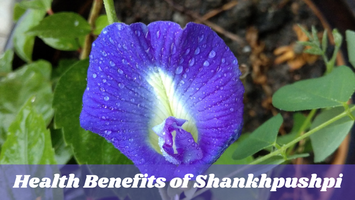Benefits of Shankhpushpi