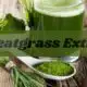 Wheatgrass Extract