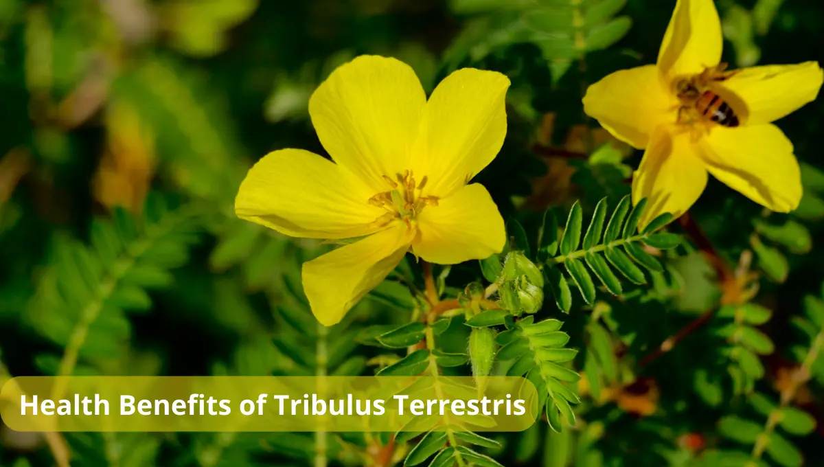 Tribulus Terrestris Flowers